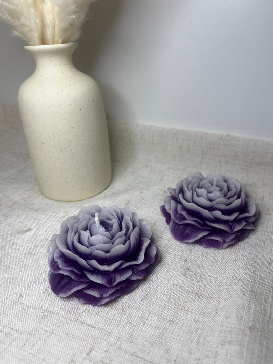 Pfingstrose violett-weiss