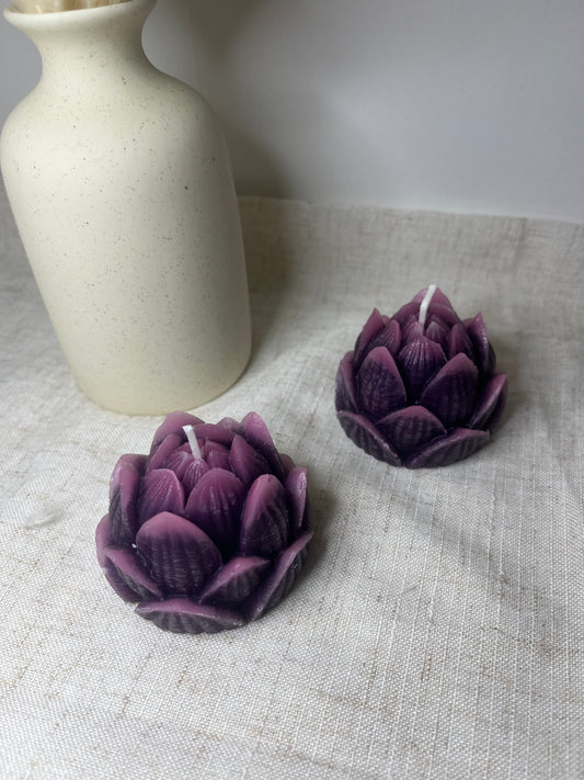 Lotusblüte violett-pink
